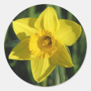 Pesquisar por daffodil adesivos Flores
