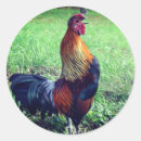 Pesquisar por galo adesivos Fazenda
