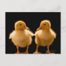 Pesquisar por patos amarelos cartoes postais Natureza