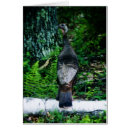 Pesquisar por samambaia selvagem cartoes postais Floresta