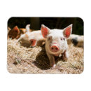 Pesquisar por leitão imas Animal fazenda