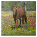 Pesquisar por com cavalos azulejos Rancho