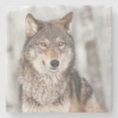 Pesquisar por lobo cinzento porta copos Animal