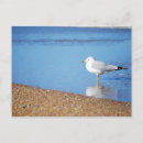 Pesquisar por pássaro de costa Exterior