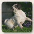 Pesquisar por filhote de cachorro do pug porta copos Espanadores