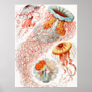 Pesquisar por natur pôsteres pósteres Kunstformen der nature