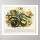 Pesquisar por linfa pósteres Madeira