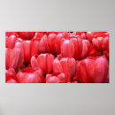 Pesquisar por tulipa pôsteres pósteres Fotografia
