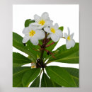 Pesquisar por plumeria pôsteres pósteres Branco