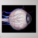 Pesquisar por vasos sanguíneos pôsteres pósteres Artéria