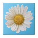 Pesquisar por margaridas brancas azulejos Para todos