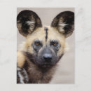 Pesquisar por cão selvagem africano cartoes postais Carnívoro