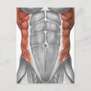 Pesquisar por sistema muscular cartoes postais Fundo branco