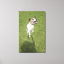 Pesquisar por marrom branco verde impressão de canvas Cão