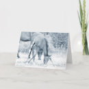 Pesquisar por potro potro égua cartoes Colt