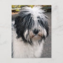 Pesquisar por pele cartoes postais Terrier