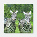 Pesquisar por da zebra imas Qualquer pessoa
