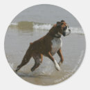 Pesquisar por boxer dog adesivos Bob e pam langre