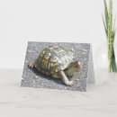 Pesquisar por turtle cartoes Animals
