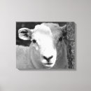 Pesquisar por cordeiro impressão de canvas Ovelha