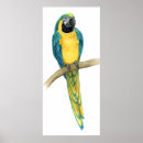 Pesquisar por macaw pôsteres pósteres Tropical