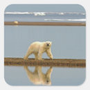 Pesquisar por urso polar branco adesivos Para todos