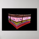 Pesquisar por pele humana pôsteres pósteres Medicina