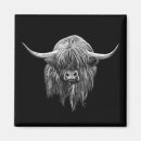 Pesquisar por vaca das montanhas imas Scotland
