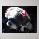 Pesquisar por shih tzu pôsteres pósteres Animais