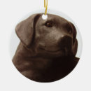 Pesquisar por labrador retriever ornamentos Cachorrinho