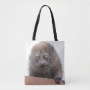 Pesquisar por lemur do bolsas Primatas