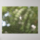 Pesquisar por web pôsteres pósteres Teia de aranha