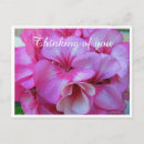 Pesquisar por geranium cartoes postais Jardim
