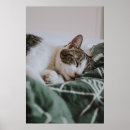 Pesquisar por cinza gato pôsteres pósteres Bigode