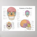 Pesquisar por crânio humano pôsteres pósteres Anatomia