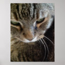 Pesquisar por gato malhado pósteres Meow