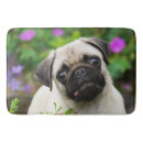 Pesquisar por pug da jovem corça Filhote de cachorro