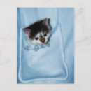 Pesquisar por os bolsas cartoes postais Gatinho