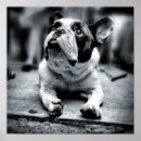 Pesquisar por buldogue pósteres Retrato
