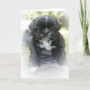 Pesquisar por shih tzu cartoes Animals