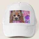 Pesquisar por poo bones Terrier australiano