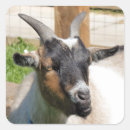 Pesquisar por cabras engraçadas adesivos Animais de criação
