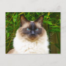 Pesquisar por ragdoll cartoes convites Amor