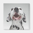 Pesquisar por dalmatian imas Animais