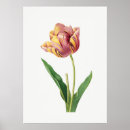 Pesquisar por tulipa vintage pôsteres pósteres Botânico