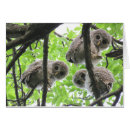 Pesquisar por owlet Vida selvagem
