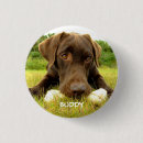Pesquisar por labrador botons Fofo