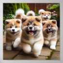 Pesquisar por akita pôsteres pósteres Cães