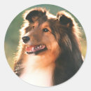 Pesquisar por sheepdog adesivos Animais de estimação