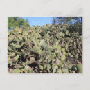 Pesquisar por pera picante Plantas do deserto